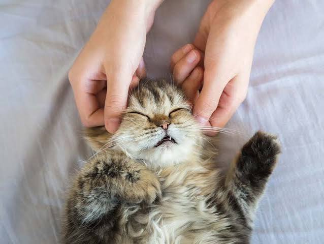 Foot Reflexology 30min